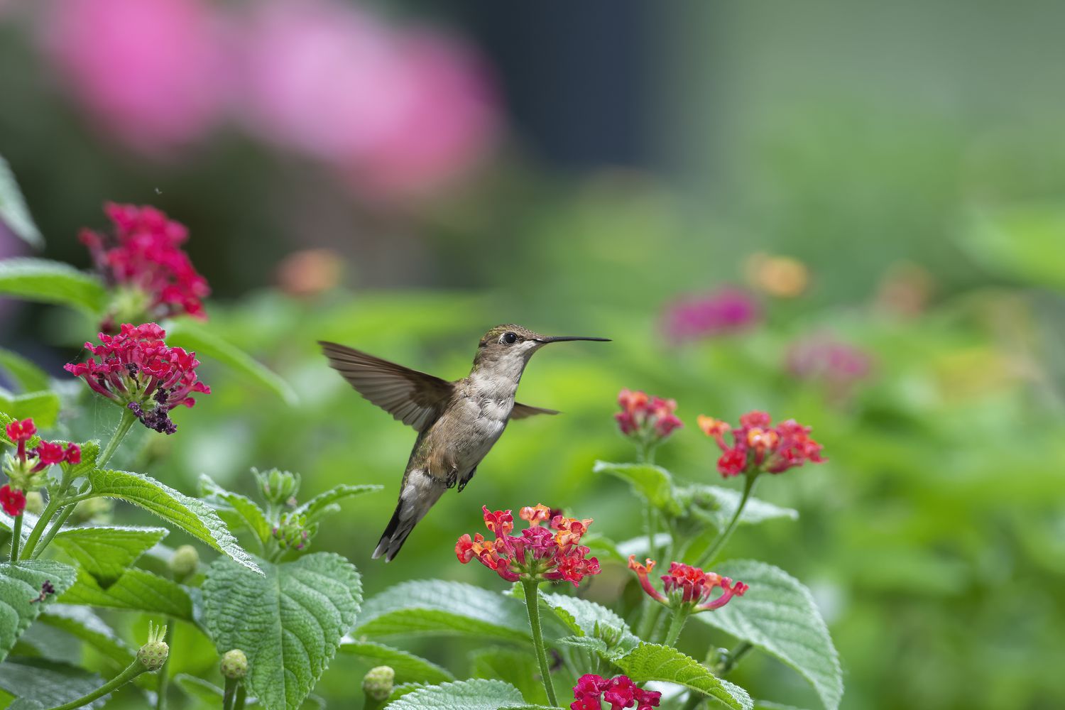 A hummingbird in flight near red flowers, surrounded by green foliage