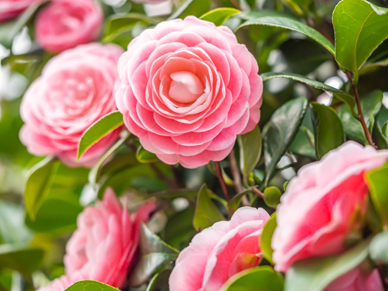 Closeup of pastel pink Camellia Japonica flowers blooming bush in the park or garden.