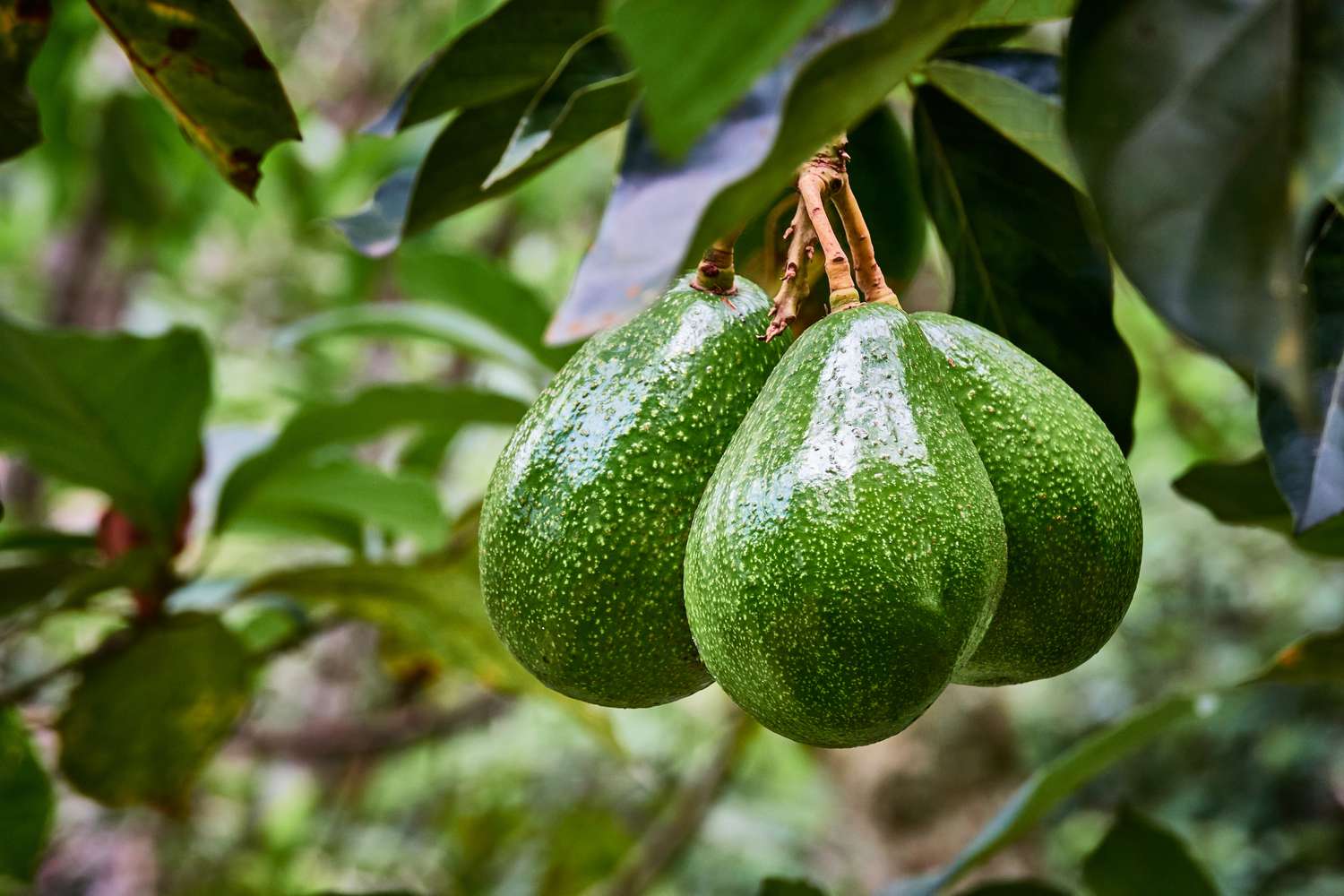 Ripe avocado fruits growing on tree