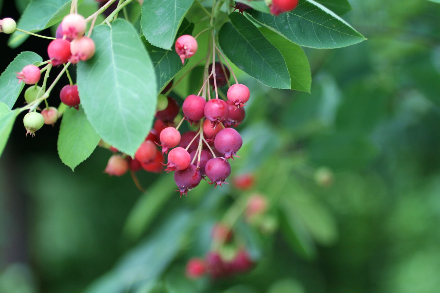 serviceberry shrub