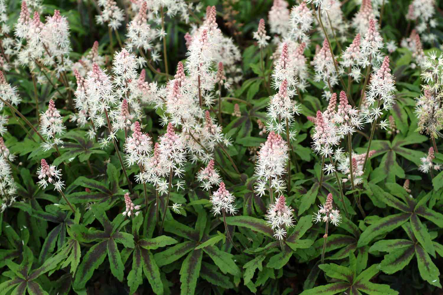 Tiarella spring Symphony