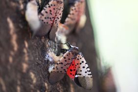 Spotted lanternflies clustered on a tree trunk