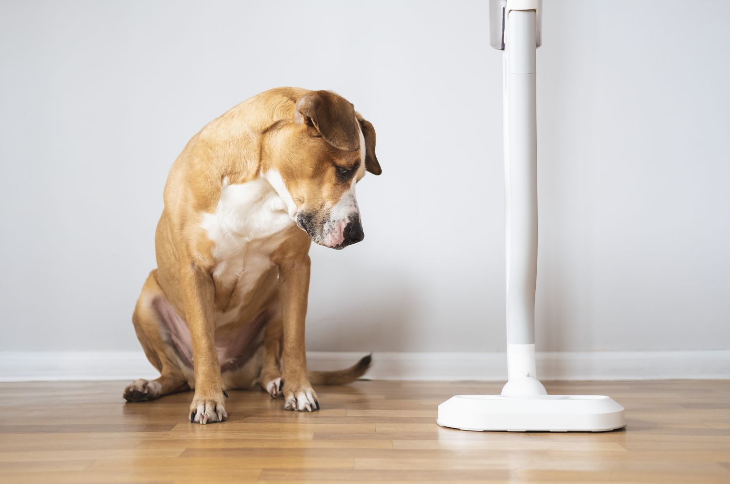 A dog sitting indoors looking at a standing fan on a wooden floor