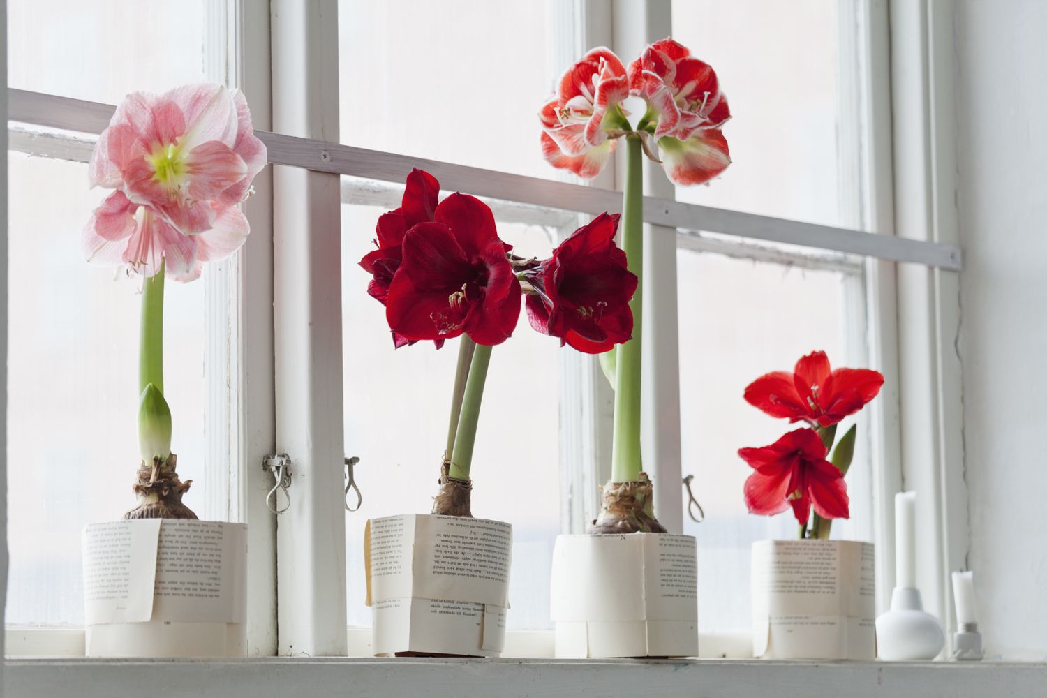 Amaryllis flowers in pots on a windowsill