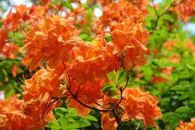Orange azaleas
