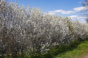 flowering blackthorn hedge with grass and blue sky