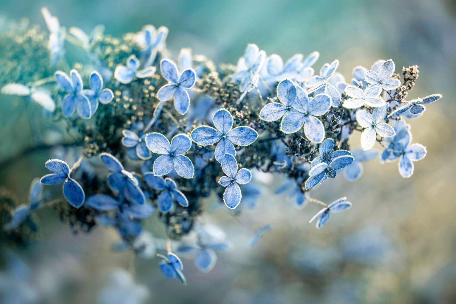 close-up blue Panicle hydrangea bloom