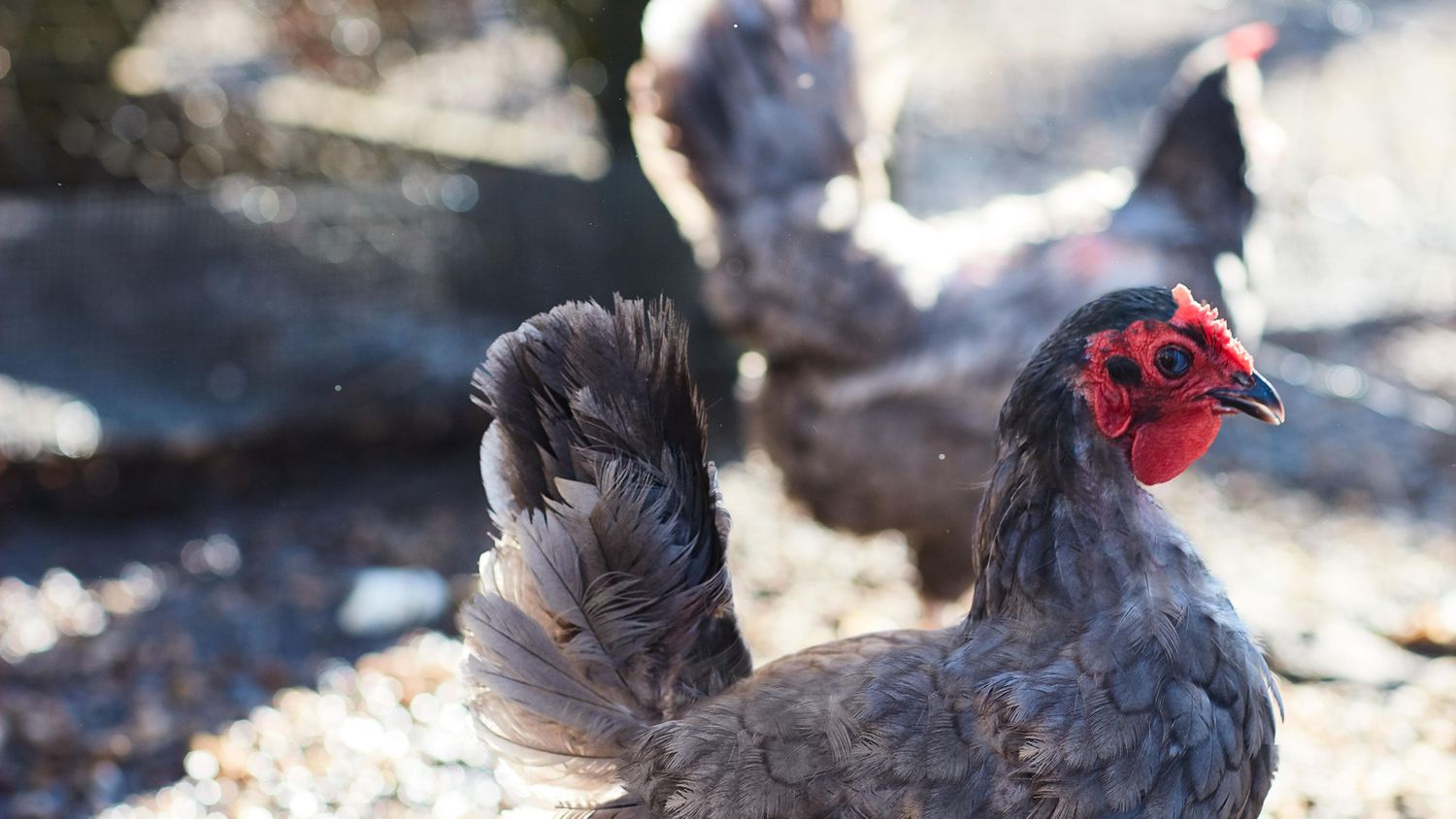 martha's blue copper chicken
