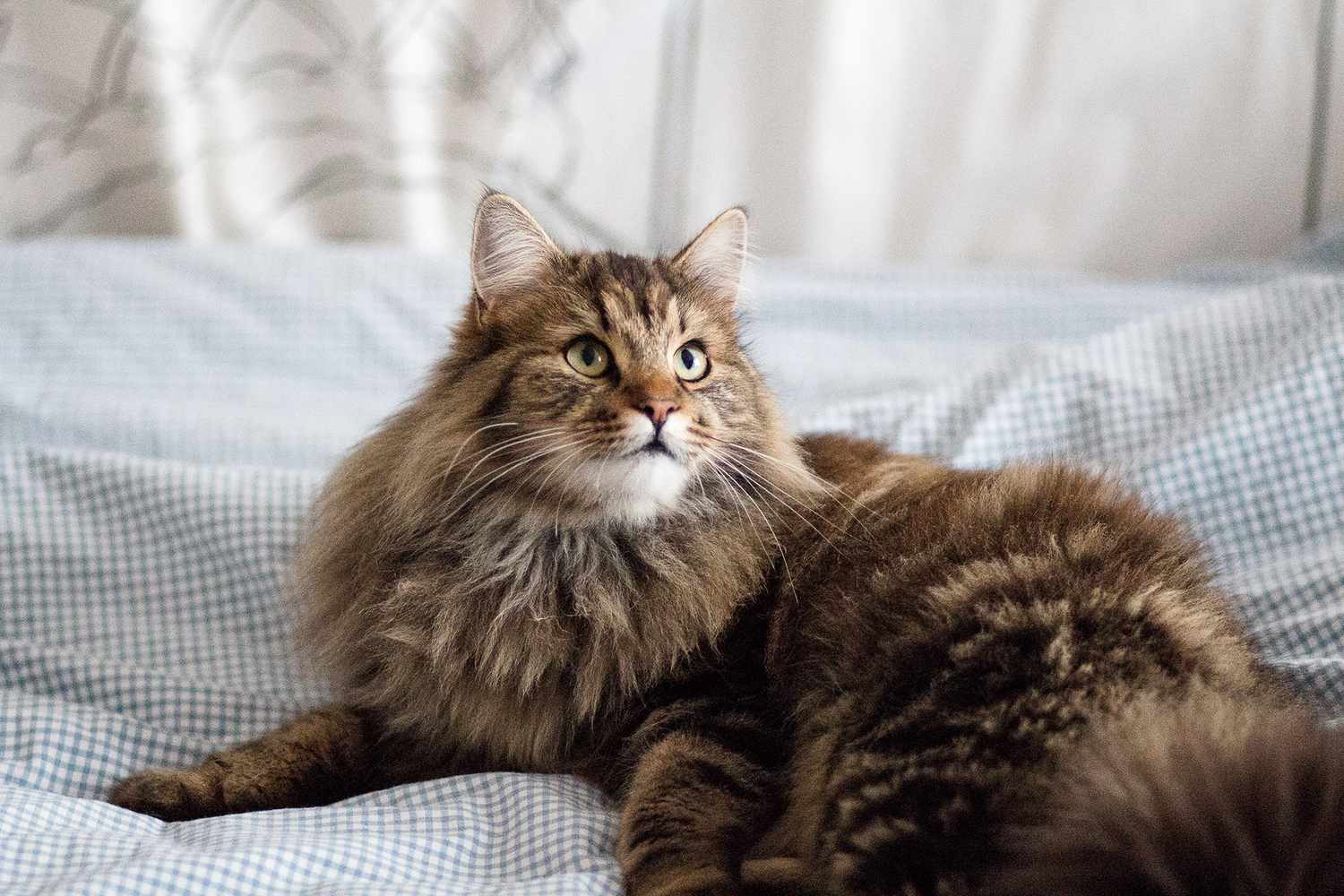 Maine Coon Kitten Sitting On Sofa