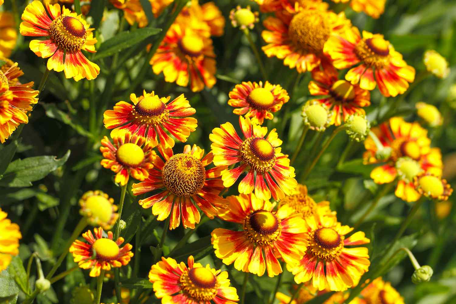 Gaillardia Aristata flowers