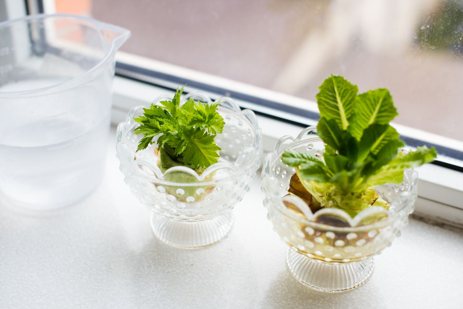 Growing celery and lettuce