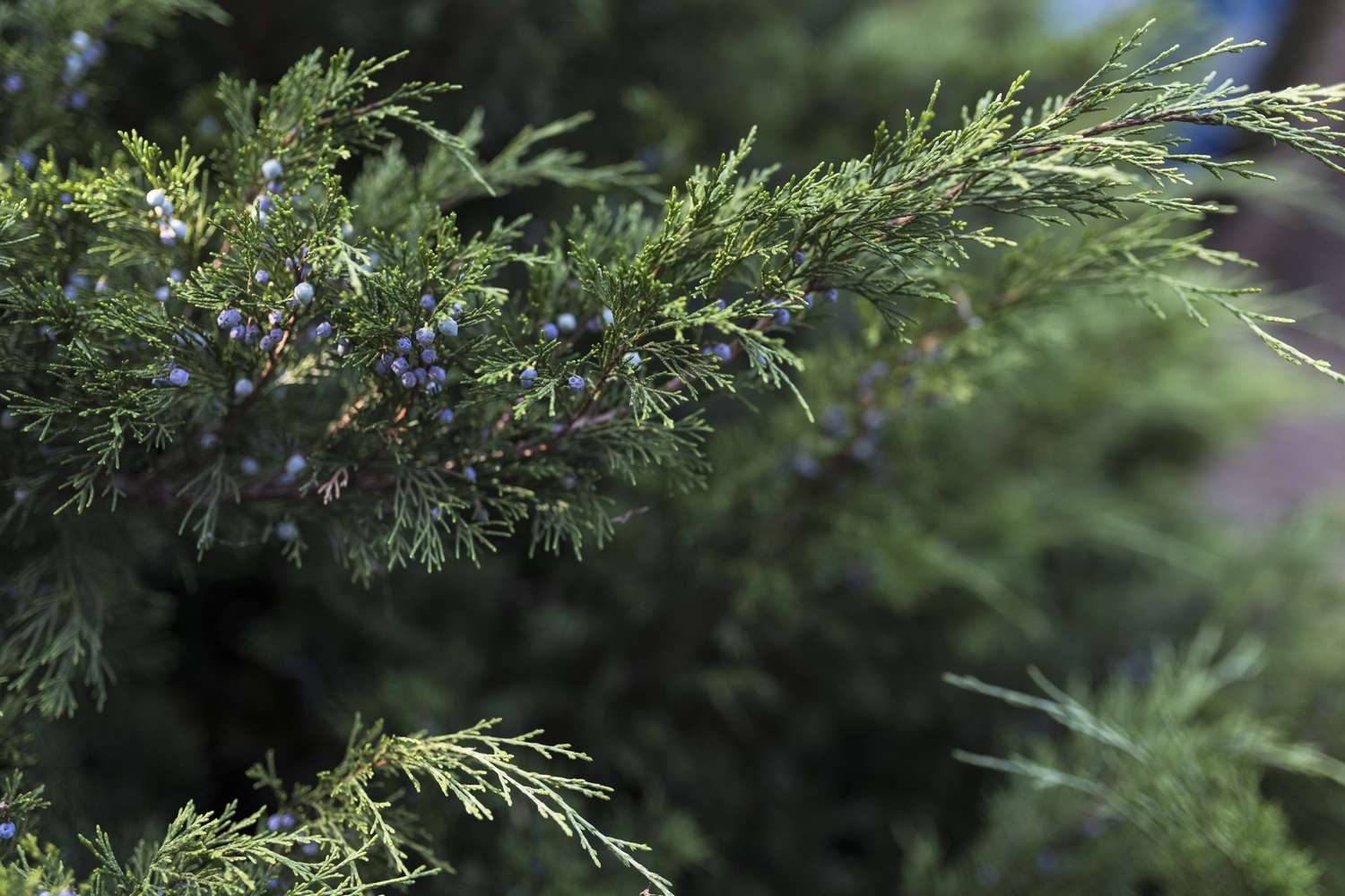 Juniper Bush