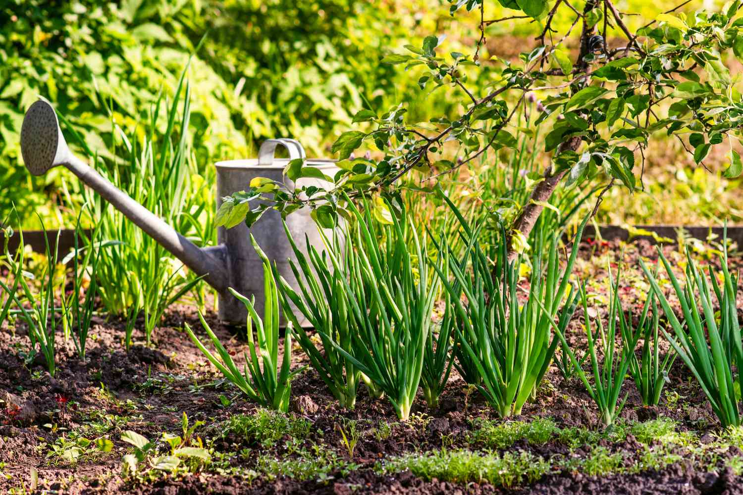 Fall garden of vegetables