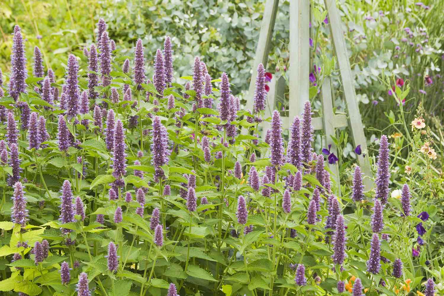Anise Hyssop or Agastache Herb