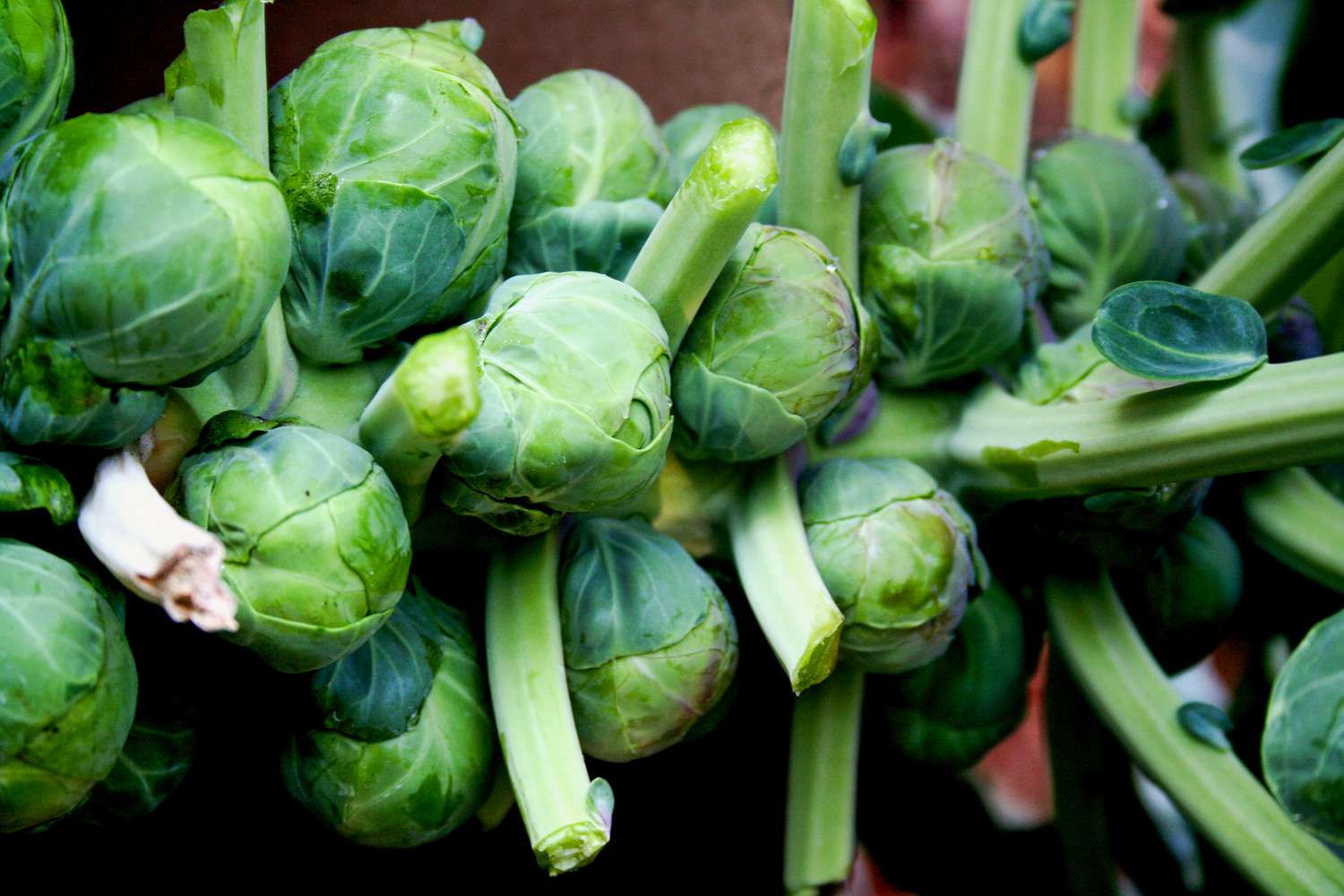 Brussel sprouts