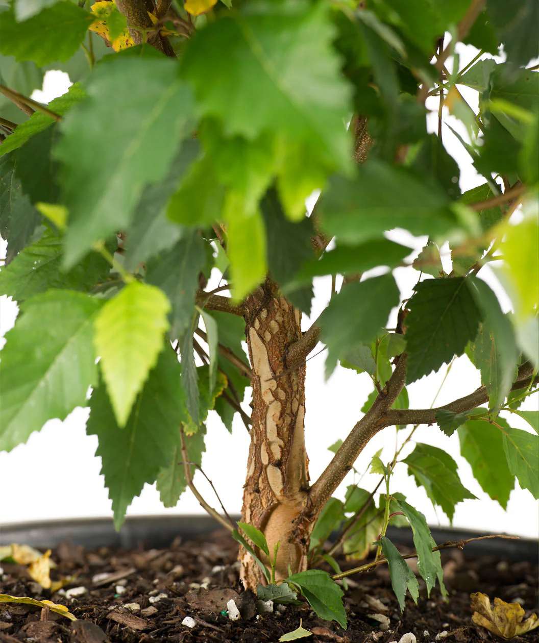 Dwarf River Birch (Betula nigra)