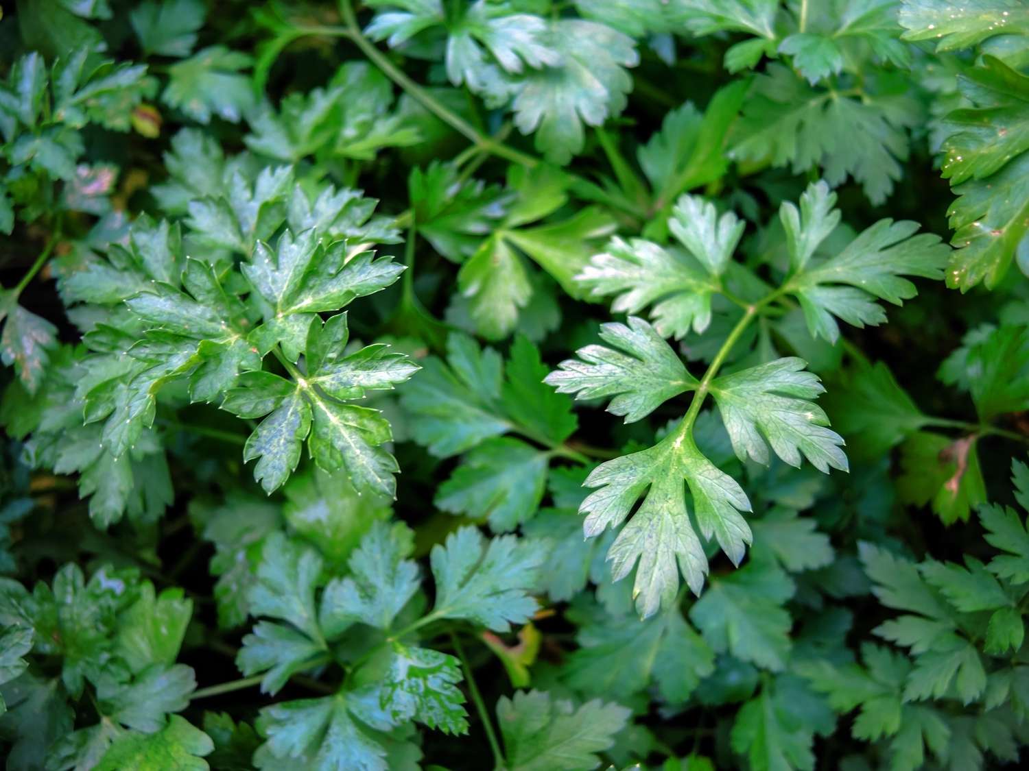 Spicy herb parsley, close-up photo