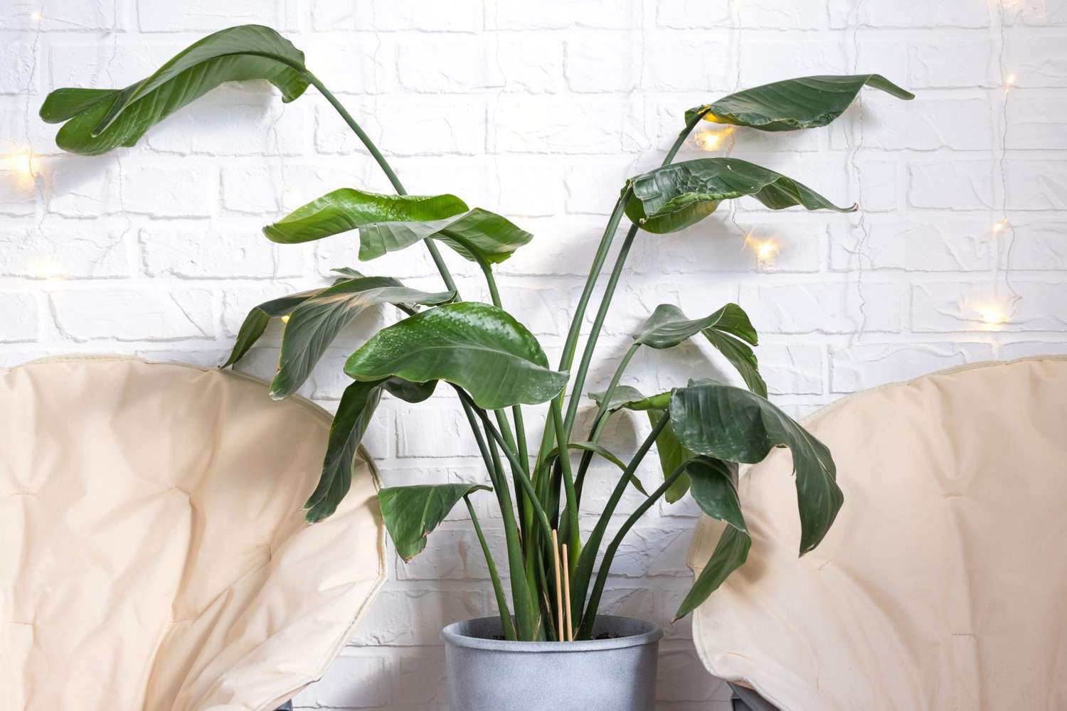 Strelitzia nicolai in the interior on the background of a white brick wall with garlands and round chairs.