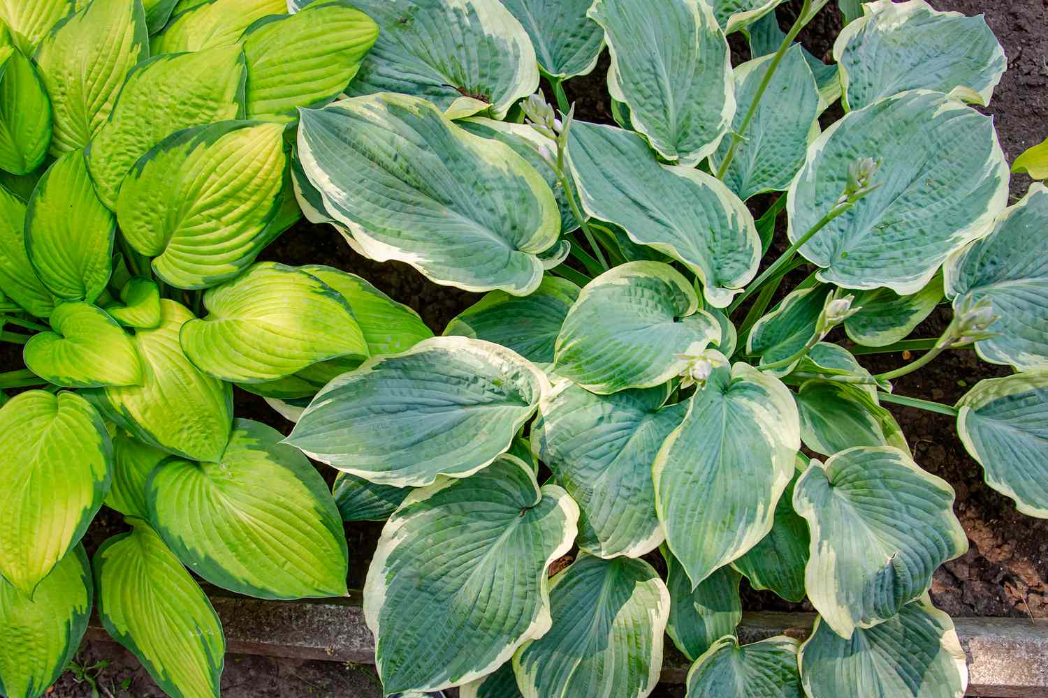 Lush foliage of decorative plant Hosta Funkia. Natural green background. Beautiful plant host in the flowerbed in the garden, Gardening.