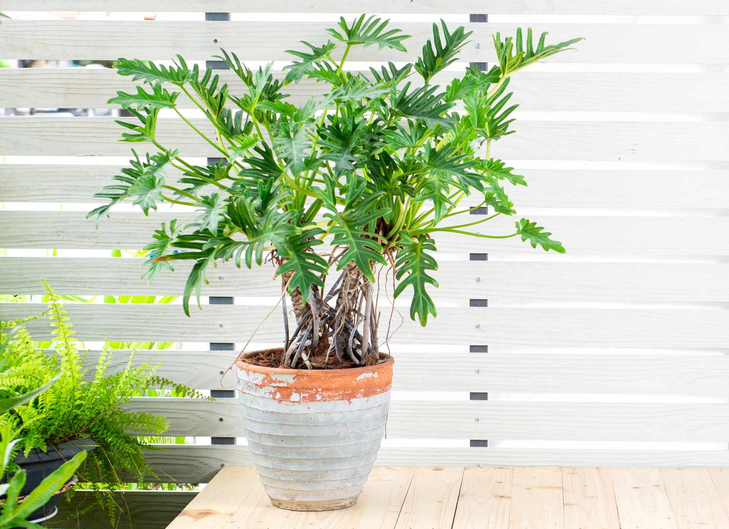 tree philodendron in a pot with white fence background