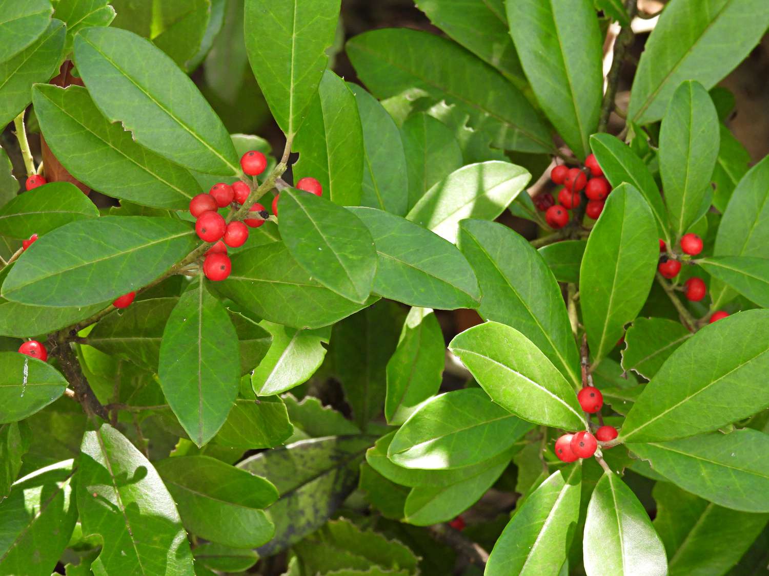Dahoon Holly