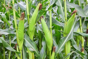 Corn plants with ears of corn growing in a field