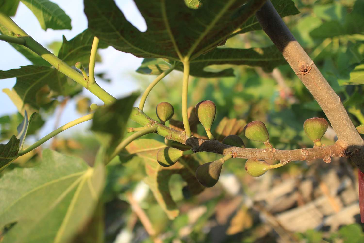 A fig tree branch bearing young fruit surrounded by green foliage