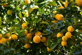 lemon tree 