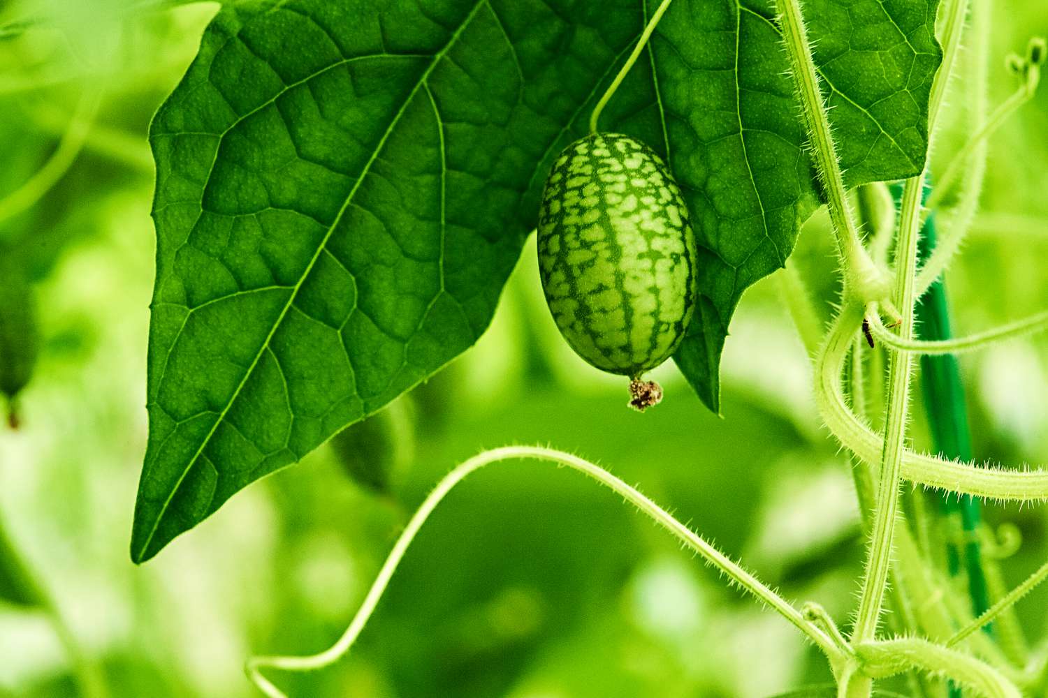 Cucamelon on vine