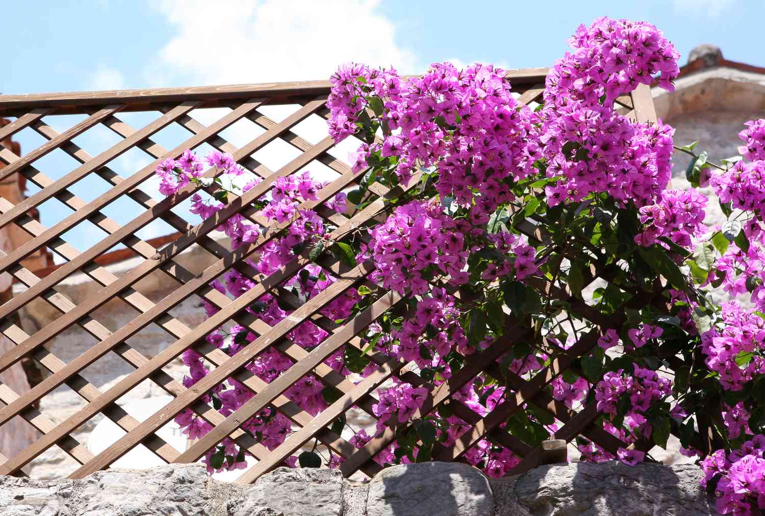 Bougainvillea on trellis