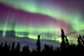 Aurora borealis over a forest silhouetted at night