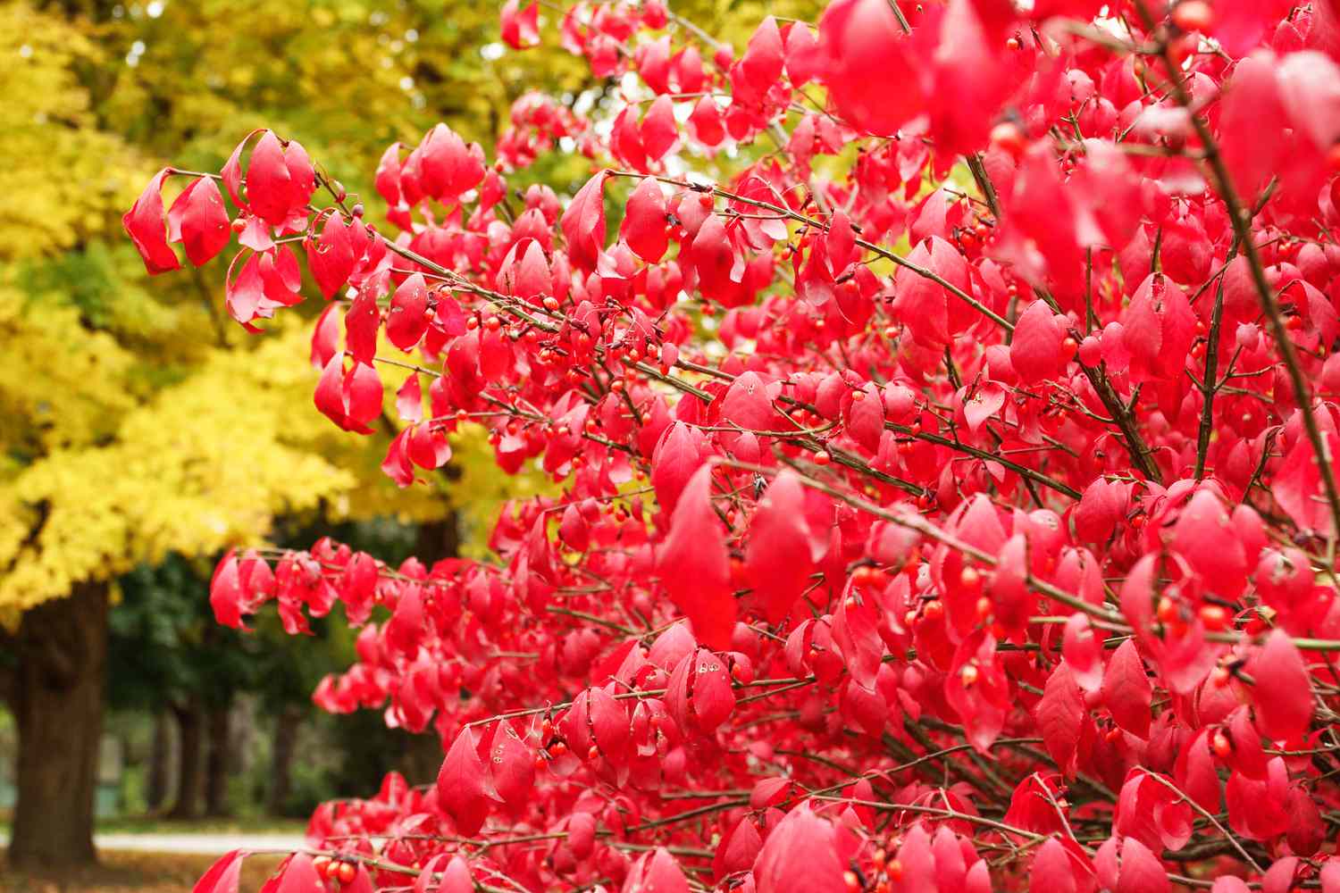 Euonymus Burning Bush
