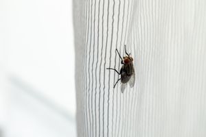 A housefly on a striped fabric surface