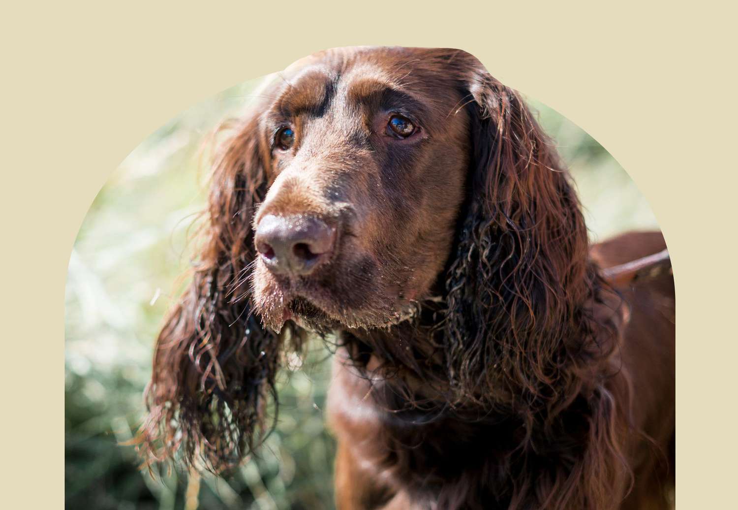 Field Spaniel