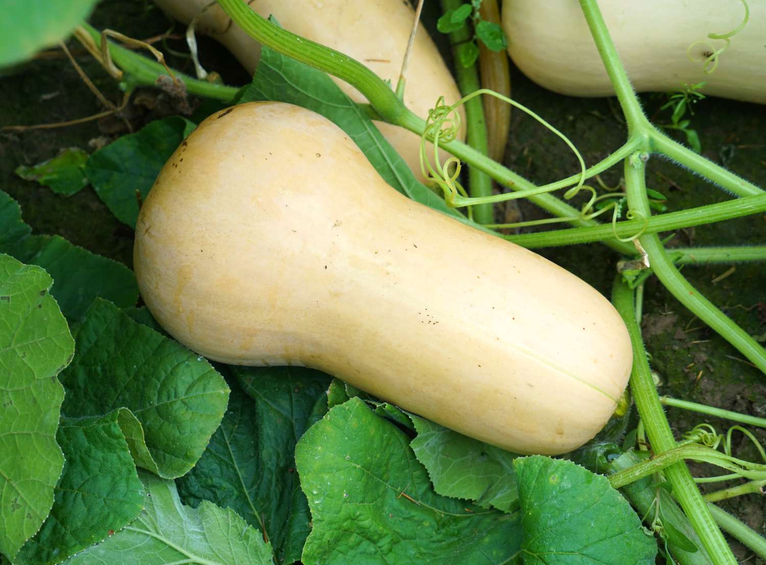 butternut squash in the field during harvest season