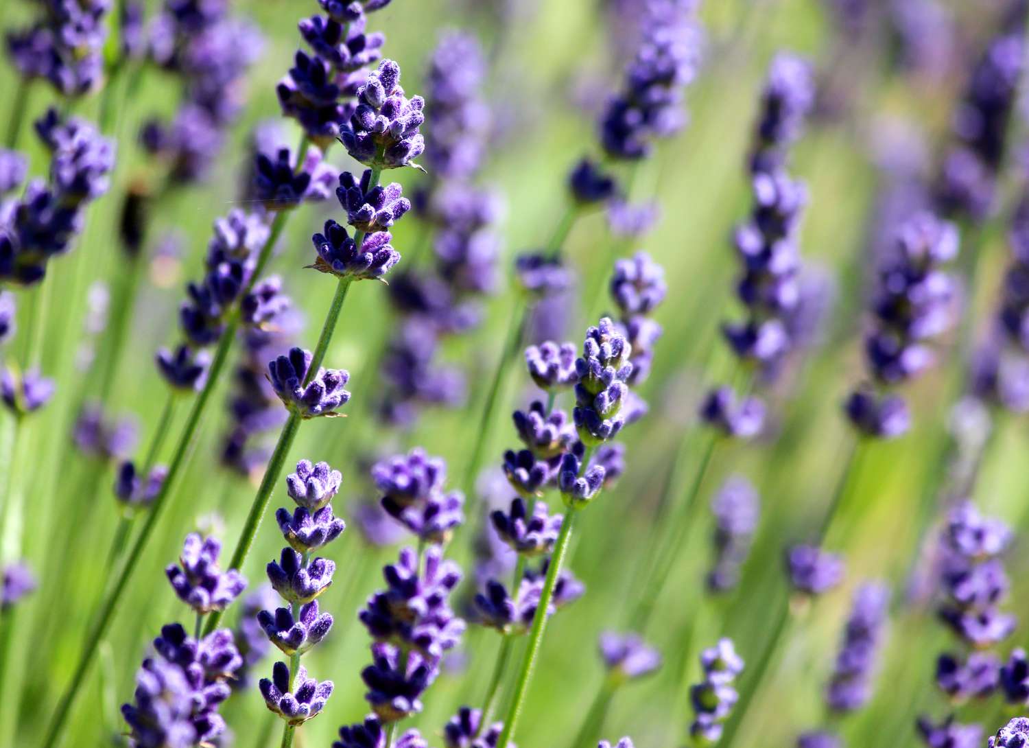 close up of english lavender growing in a field