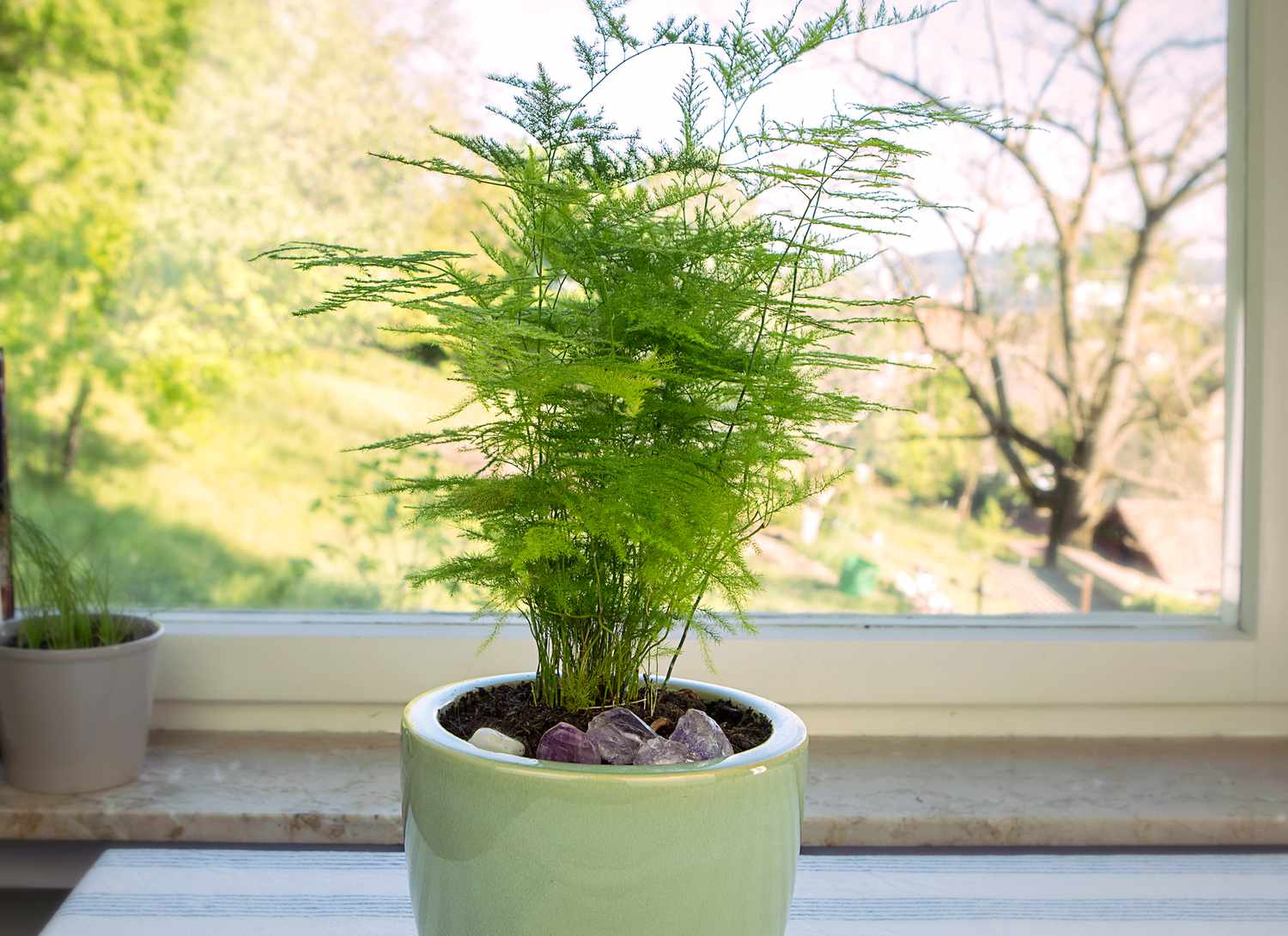 asparagus fern in a light green pot near a window