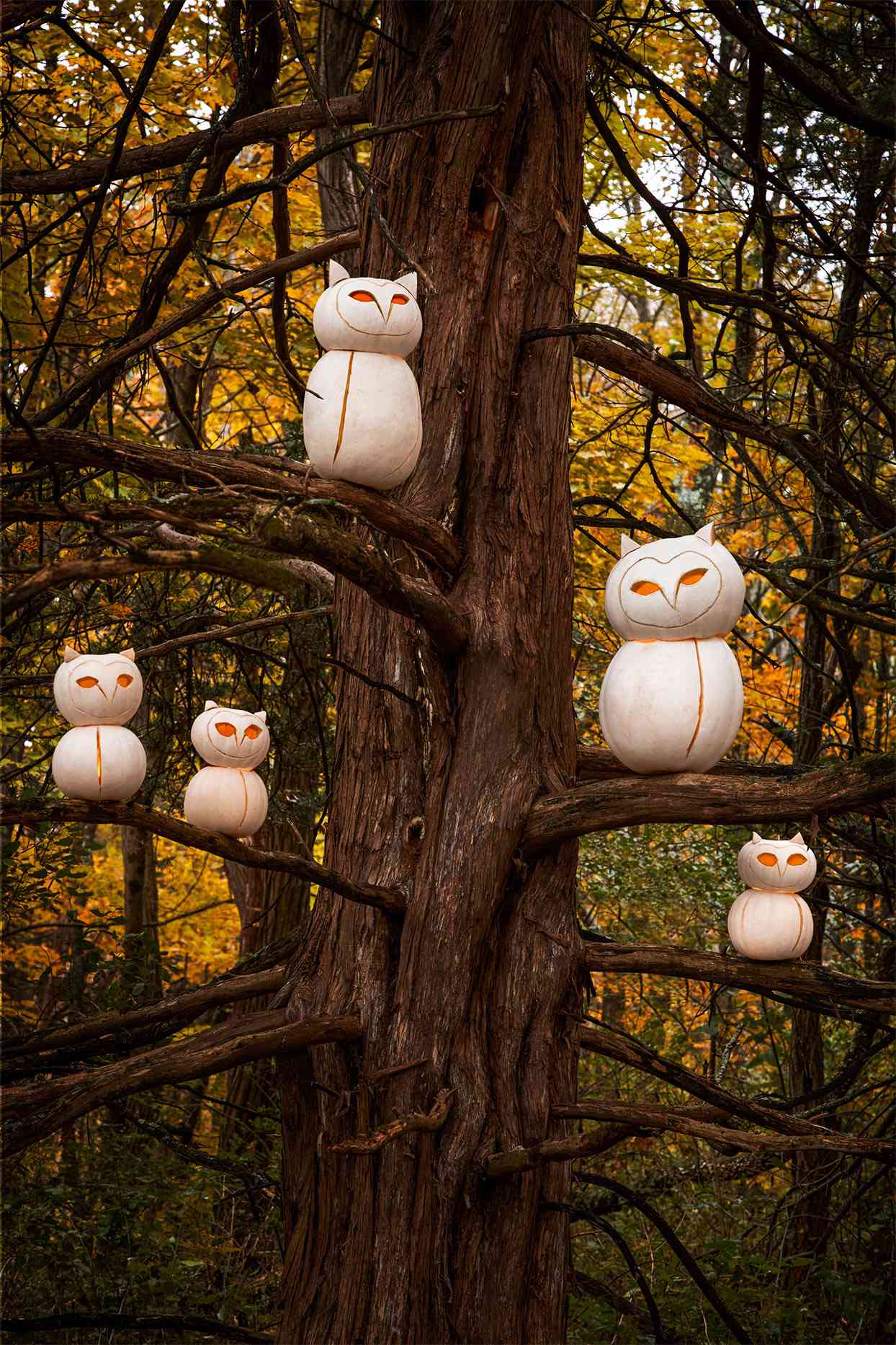 white pumpkins sculpted to be owls