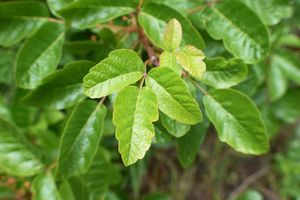 Closeup of poison oak leaves on a bush showing the distinctively shaped leaflets in a natural setting