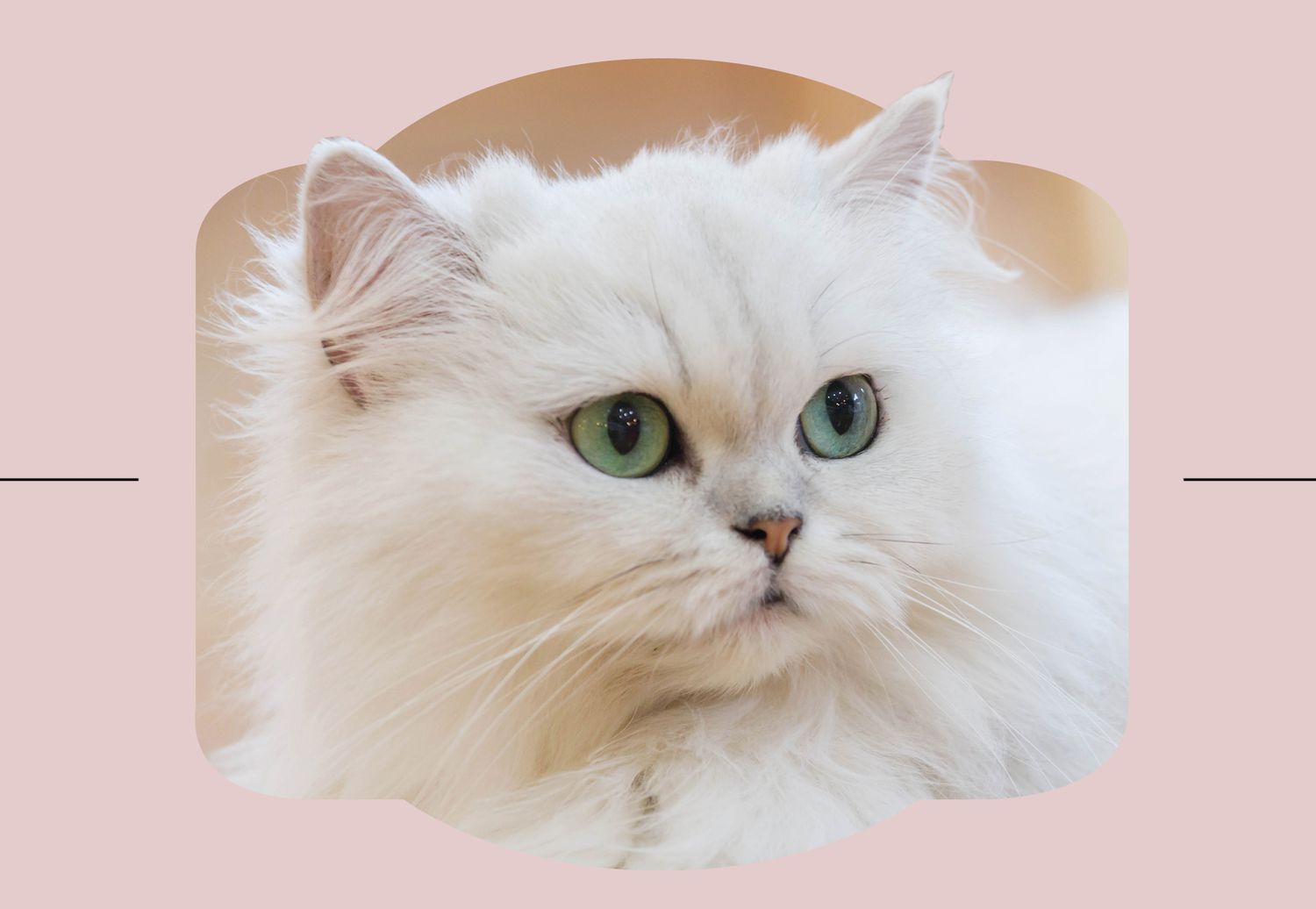 Persian cat