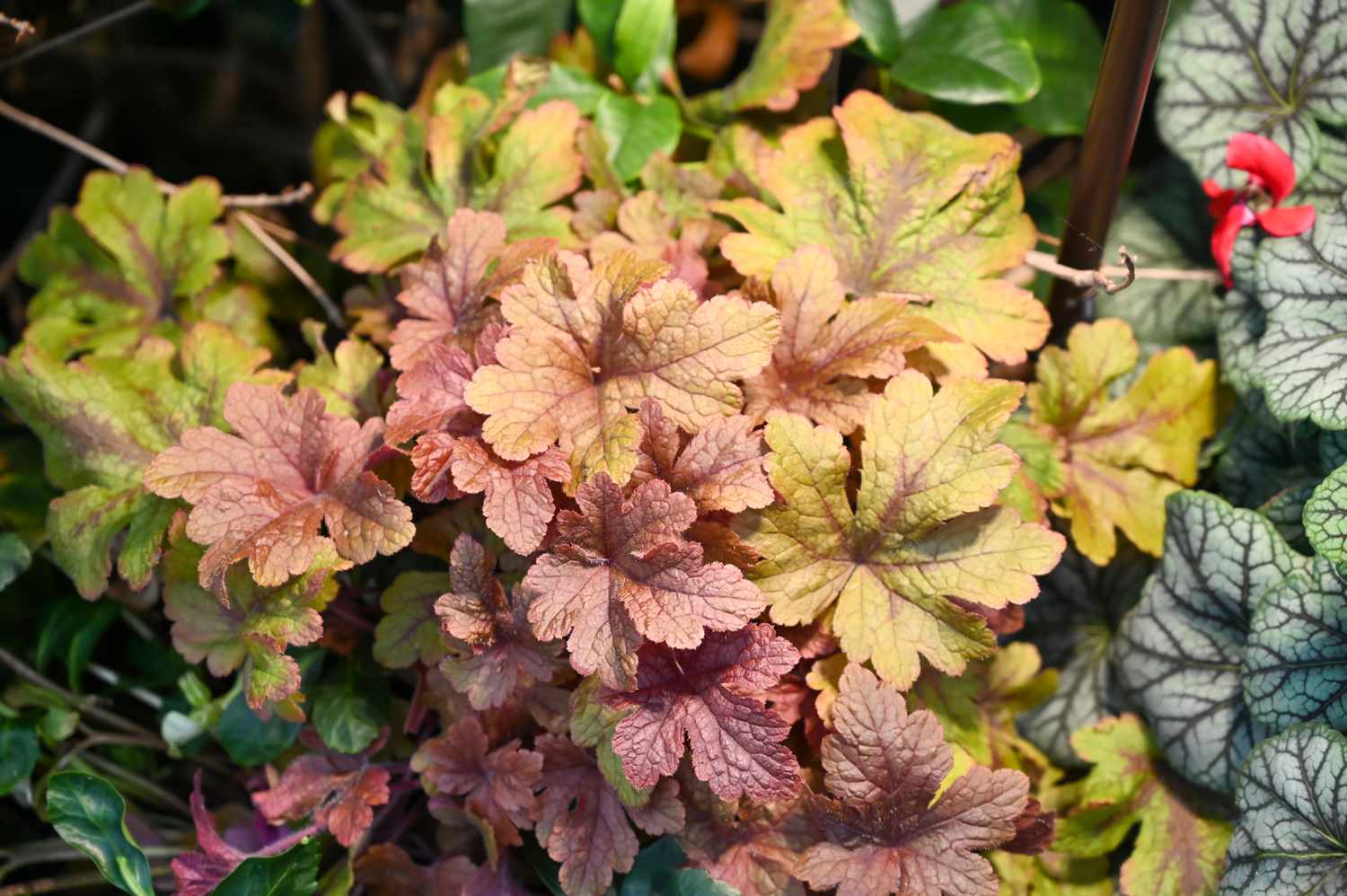 Heuchera
