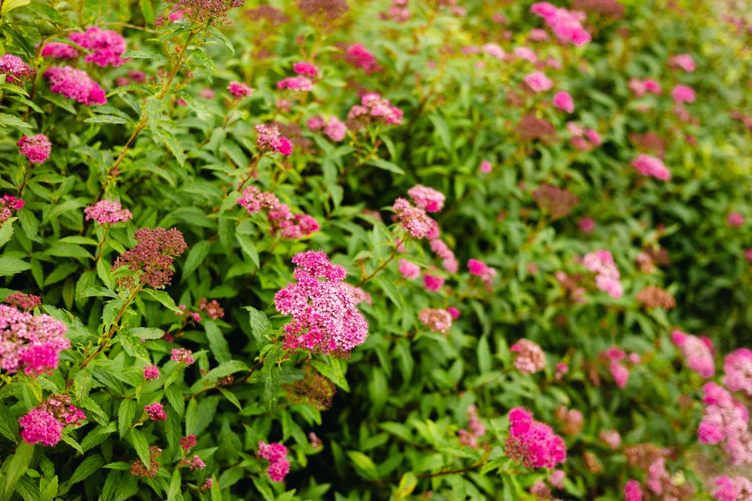 A hedge of flowering plants with clusters of small blossoms and green leaves