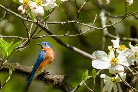 Blue Bird Perched Among White Dogwood Blossoms