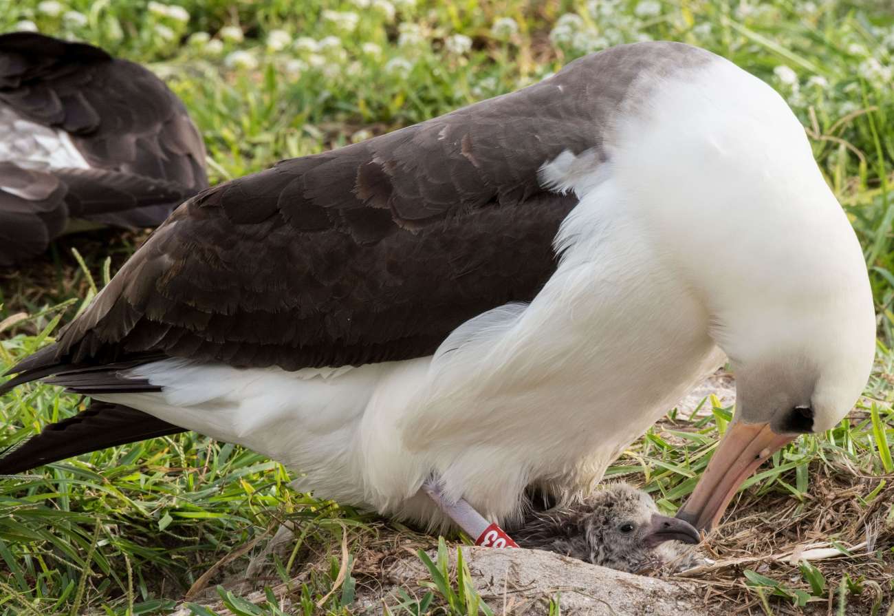 Laysan albatross