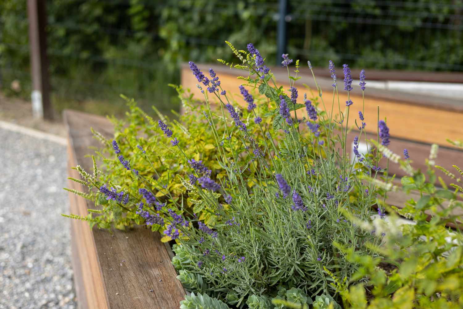 Lavender with veggies