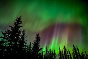 Northern lights in the sky above a forest of pine trees
