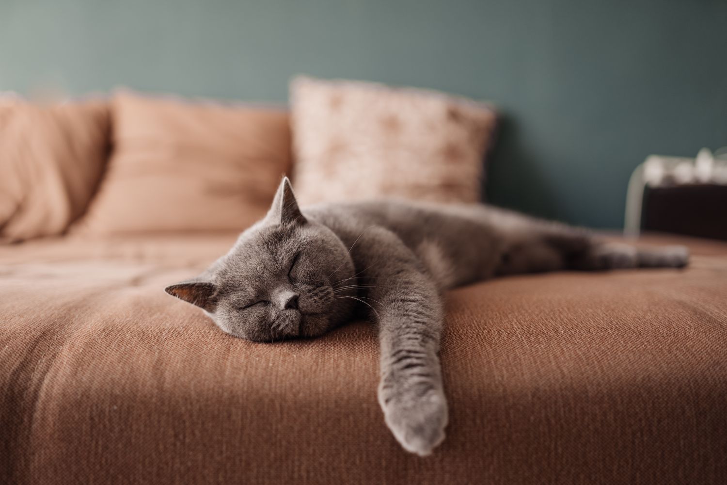 A gray cat sleeping stretched out on a bed with neutralcolored bedding