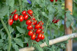 Tomatoes growing on a plant supported by bamboo stakes