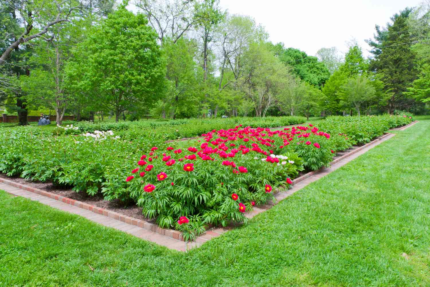 peony plants and grass with a brick edged border