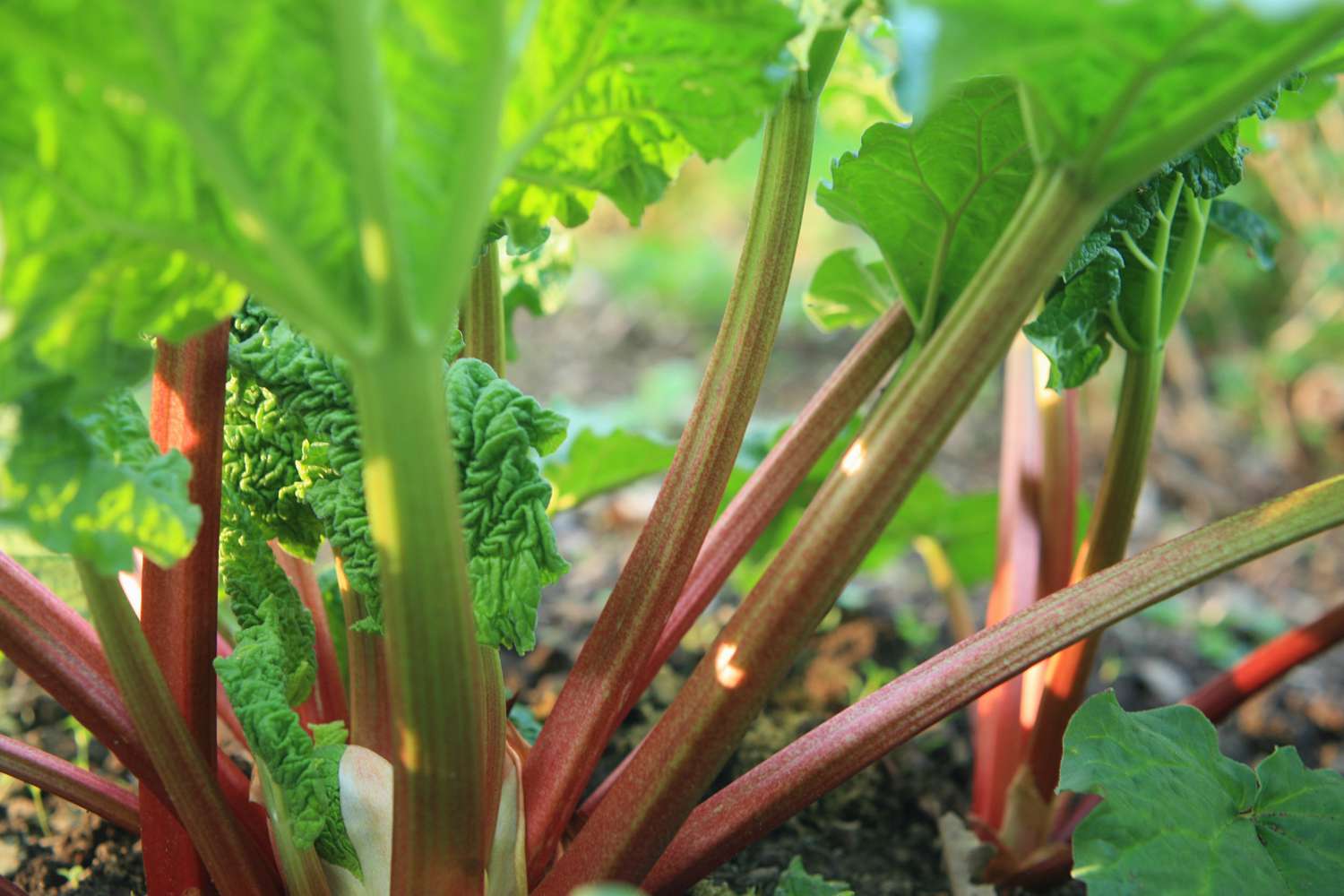Rhubarb growing